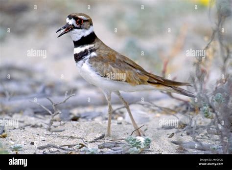 are killdeer similar to roadrunners
